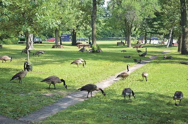 is goose poop harmful to dogs