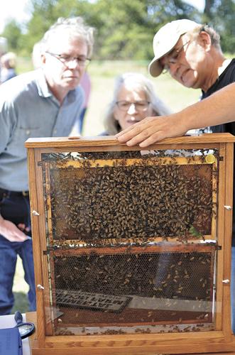 Pollinators Vip PolliNATION festival spreads the joy of pollinator-friendly communities ...