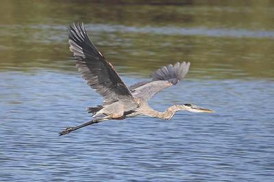 Taking flight
