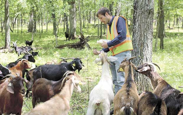 Goat grazing: A surprisingly cute solution