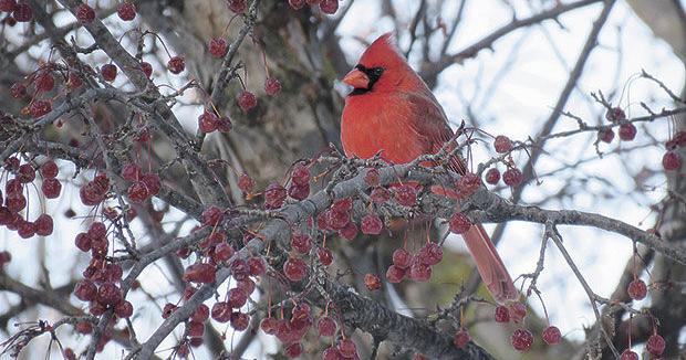 Seeds and suet: a few ideas for what to feed birds this winter | News ...