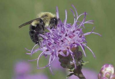 Kicking Grass: Native plantings foster environmental health