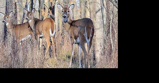 Minnesota deer opener stirs excitement in North Metro - Vimarsana News