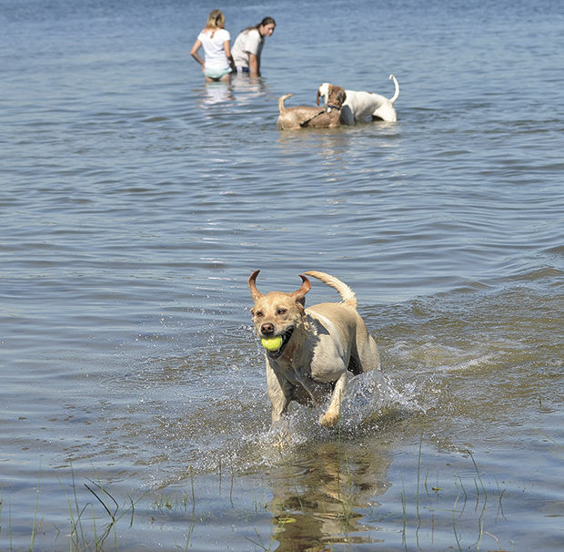 Are Dogs Allowed In Bear Lake