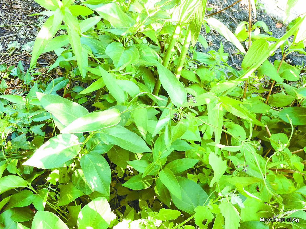 Black Swallowwort declared ‘Weed of the Month’ News