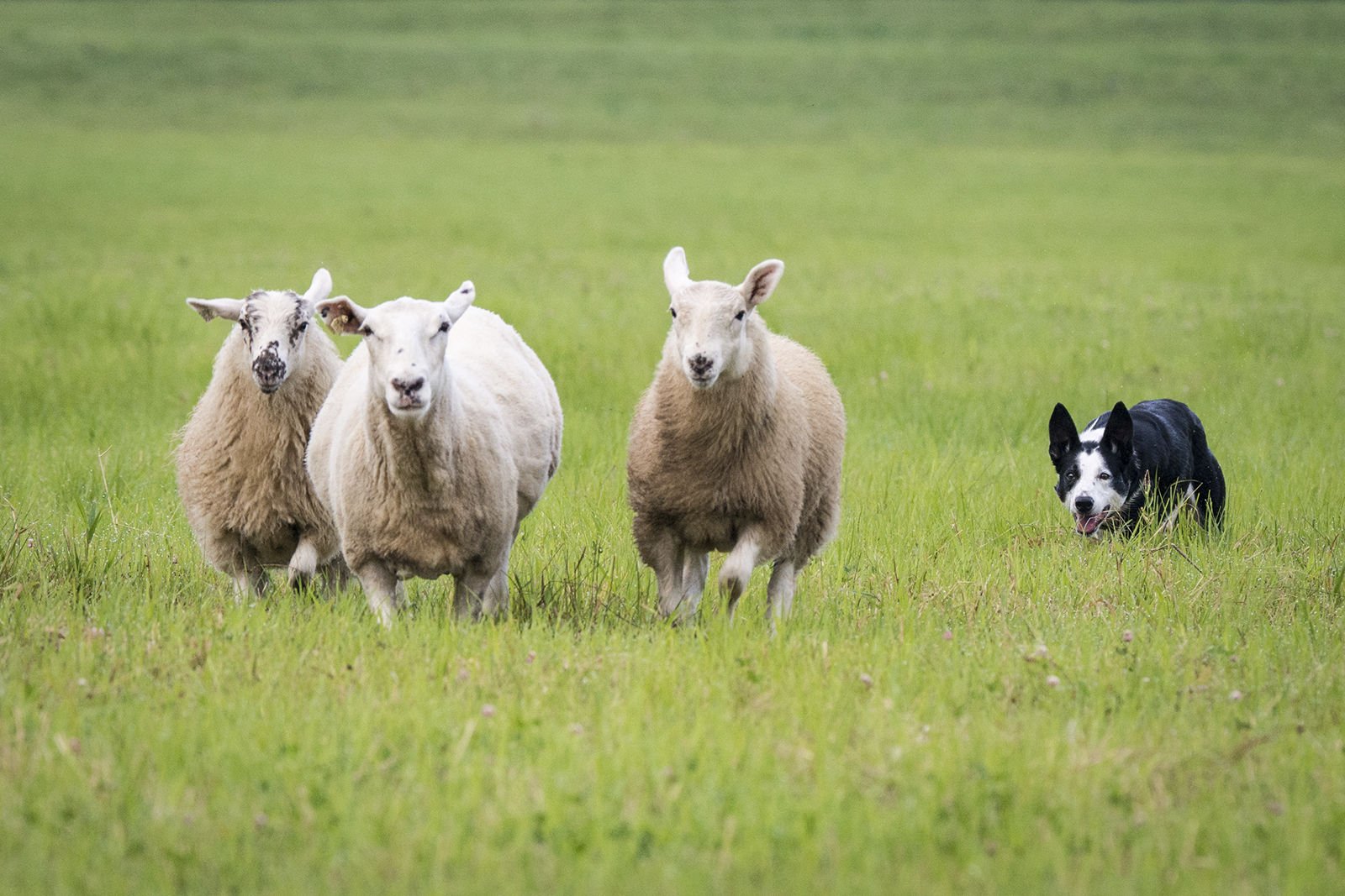 sheepdog herding sheep