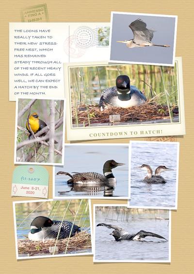 Loon Chronicles: Countdown to Hatch!