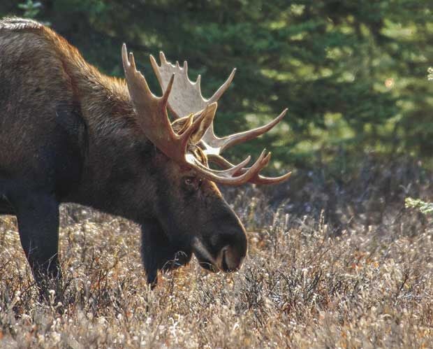 DNR Researchers Optimistic About Moose Population Well-being | News ...