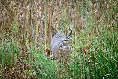 Buck tales and cattails