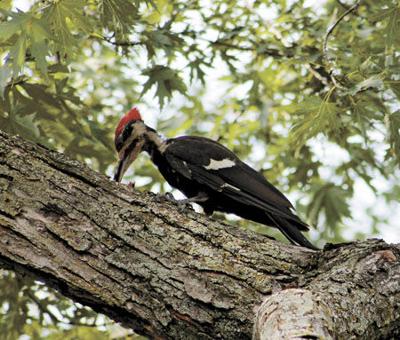 DNR QUESTION OF THE WEEK: Why would woodpeckers attack my house? | News