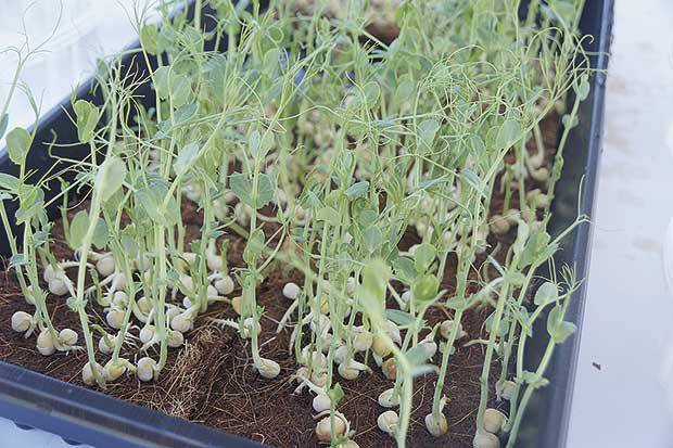 Mushrooms and microgreens