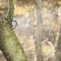 Council, residents raise concerns over tree removal | News | presspubs.com