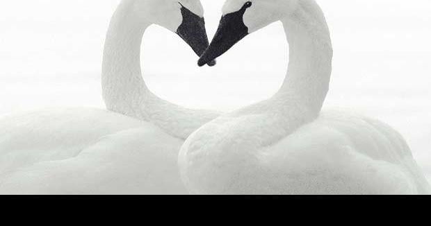 Love & Swans US Official Website