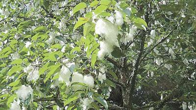 What S All The Fluff About Cottonwoods News Presspubs Com