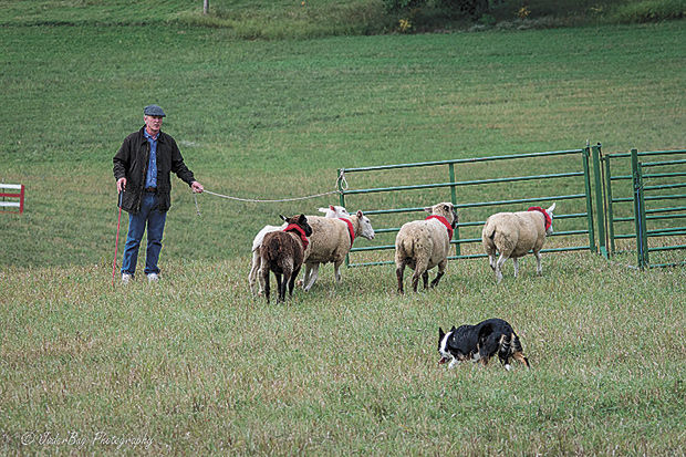 Dogs round up in Hudson for annual sheepdog trials | News | presspubs.com