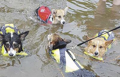 Corgi convention