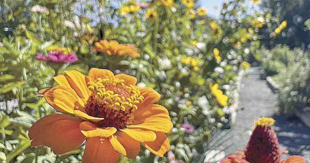 Everything you should know about community gardens - Vimarsana News