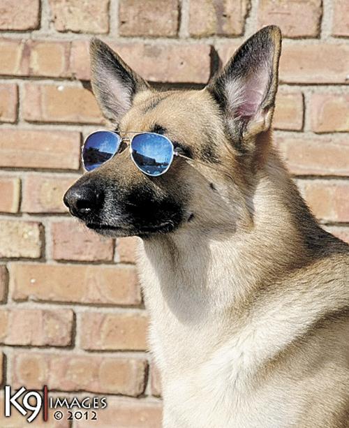 Rin Tin Tin S Legacy Lives On In Dog No 12 News Presspubs Com