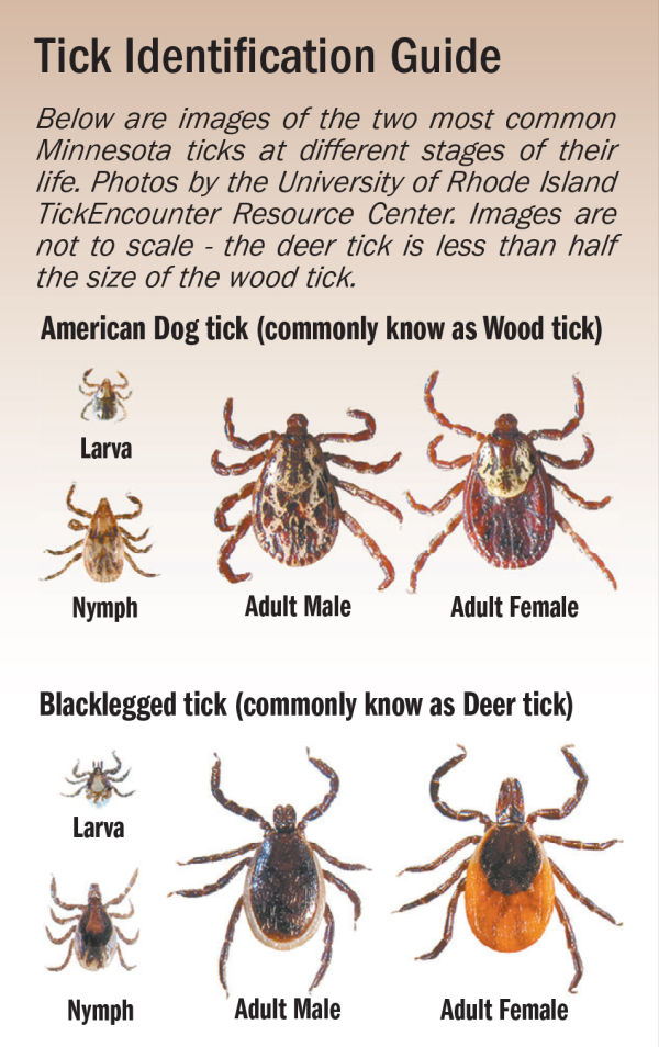 deer tick vs wood tick