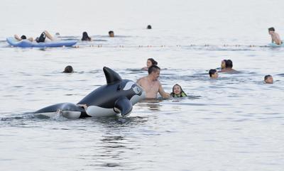 Friendly orca sighting
