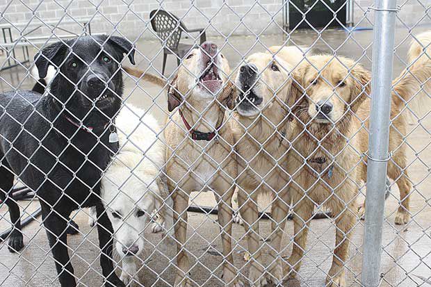 murray valley pet resort