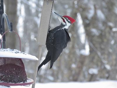 Winter Temps Freeze Out Annual Bird Count News Presspubs Com
