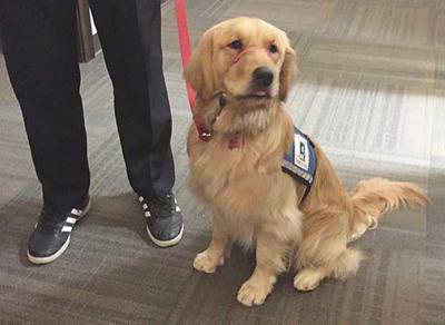 Ramsey County Attorney’s Office adds facility dog