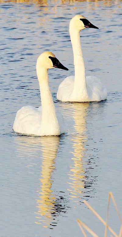 Nature’s Notebook: The comeback story of the trumpeter swan