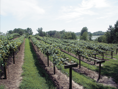 From Honey To Wine The Buzz About Winehaven Winery And Vineyard News Presspubs Com