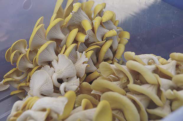 Mushrooms and microgreens