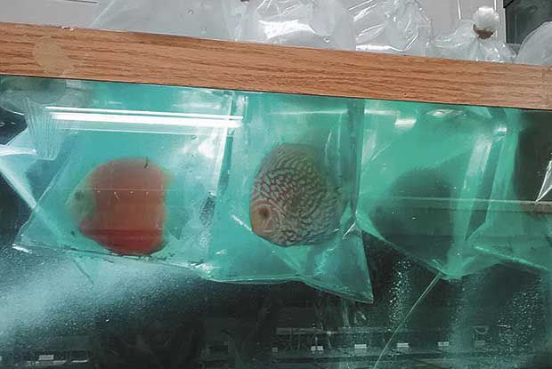 Quality aquatics pet store shop