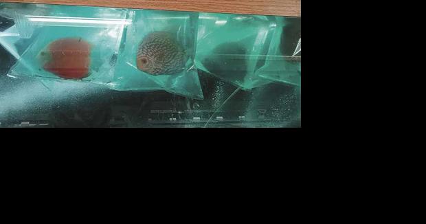 Area Tropical Fish Store Opens With A Splash News Presspubs Com