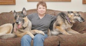 german shepherd puppies quad cities