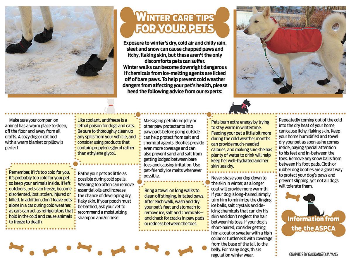 How to Pick the Perfect Winter Blanket for Pets