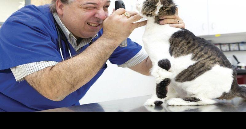 Veterinarian offices in NYS reopening on Tuesday