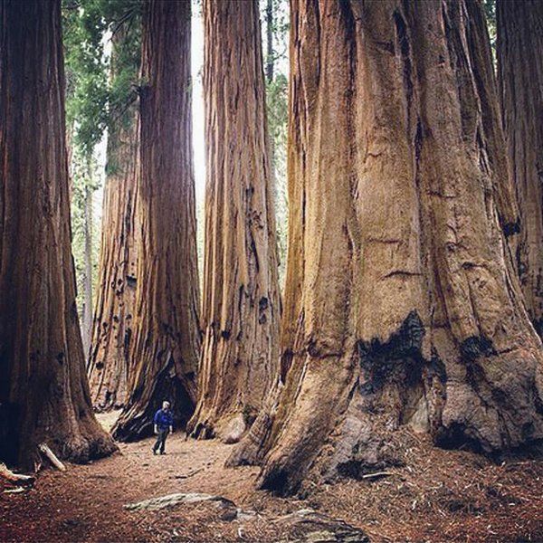 Trees remove carbon dioxide from air, help moderate Earth’s climate