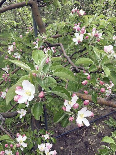 Sugar Bee Apple - Randalls