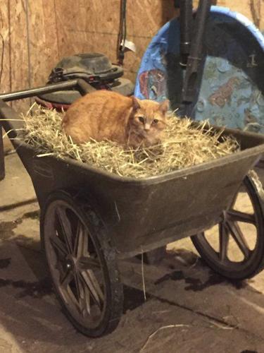 Cats black & white and ginger cat sitting on straw bales