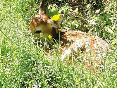 Young deer fawn being bathed during rehabilitation and medical