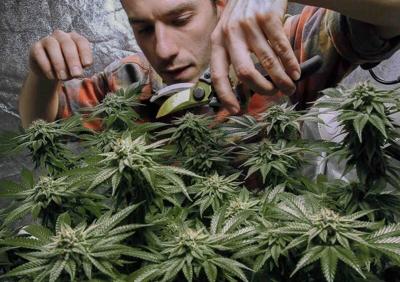 Marijuana News Today: Investor Confidence is on the Rise