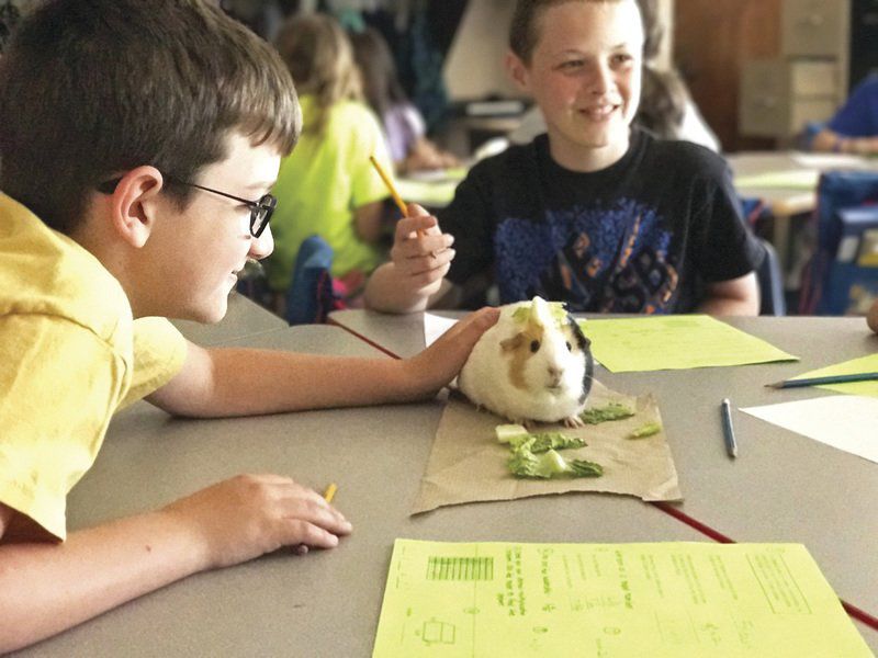 Class pets provide pick-me-up