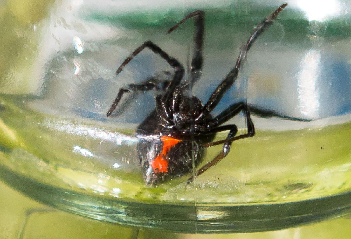 Black widow spider found in grapes | Local News | pressrepublican.com