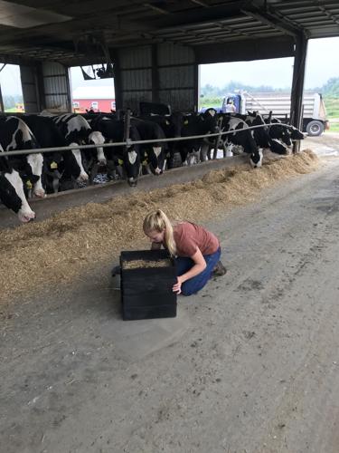 Particle size matters for high-straw dry cow diets by Casey Havekes -  Southwest New York Dairy, Livestock & Field Crops Program - Cornell  University - Cornell Cooperative Extension