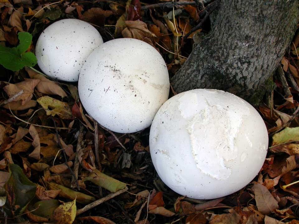 Puffballs ate my mulch :Cornell Mushroom Blog