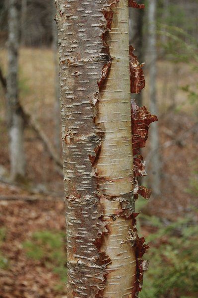 Bark most accessible, enduring of tree characteristics | Sports ...