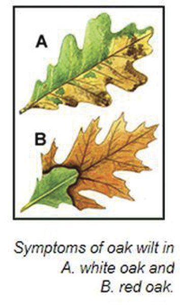 Dec Report Oak Trees Losing Leaves Outdoors Pressrepublican Dec Report Oak Trees Losing Leaves
