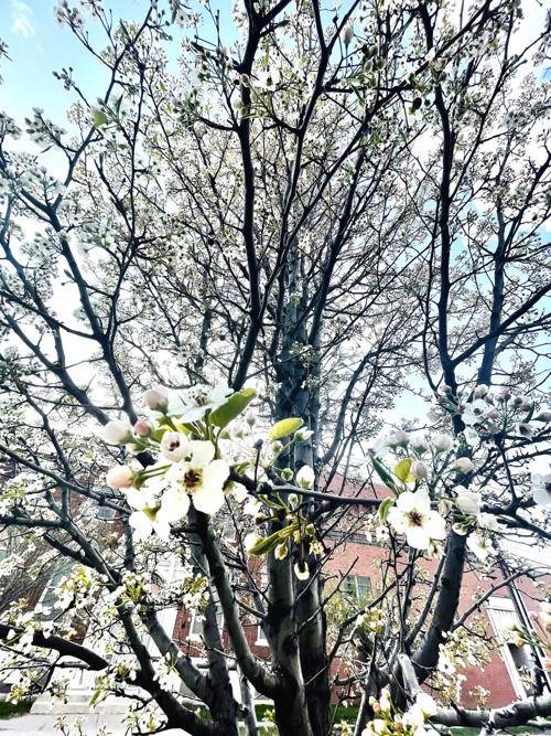 Spring is Blooming