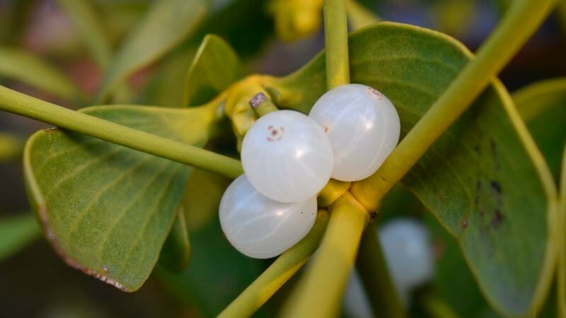 Are mistletoe berries hot sale poisonous to dogs