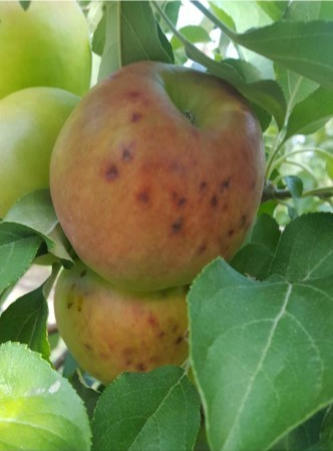 honeycrisp apple png
