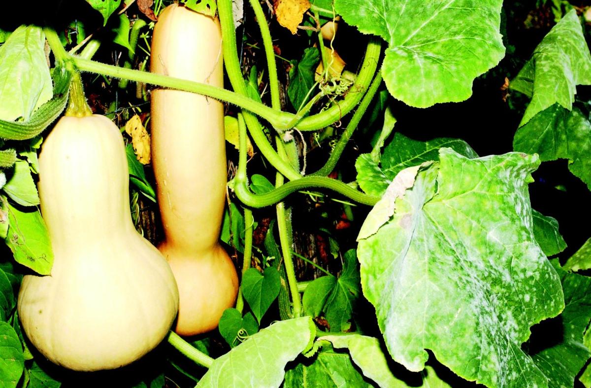 A Love Affair With Groundhogs And Butternut Squash Lifestyles Pressrepublican Com